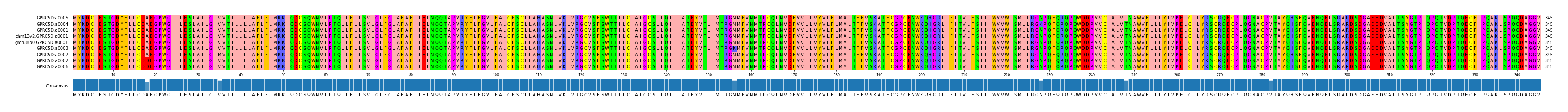 Multiple Alignments (by translate haplotype similarity)