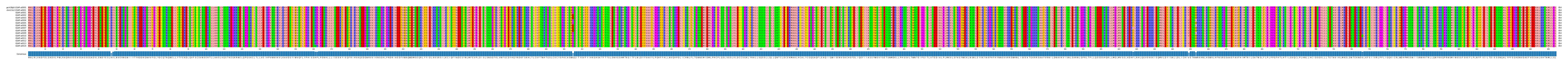 Multiple Alignments (by translate haplotype frequency)