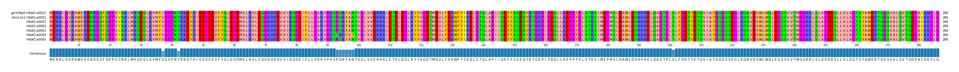 Multiple Alignments (by translate haplotype frequency)