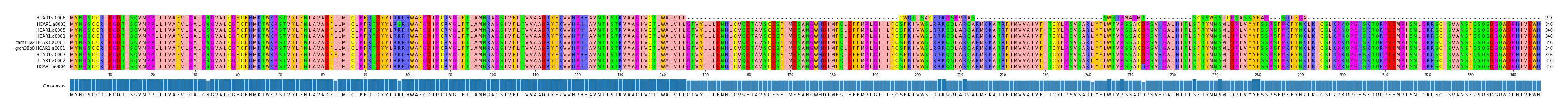 Multiple Alignments (by translate haplotype similarity)