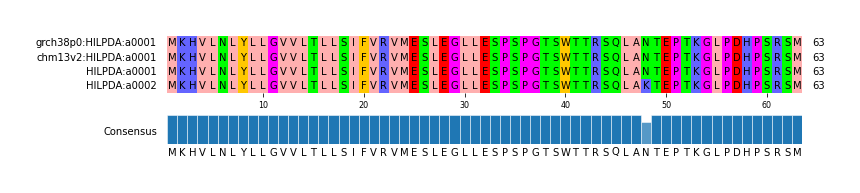 Multiple Alignments (by translate haplotype similarity)