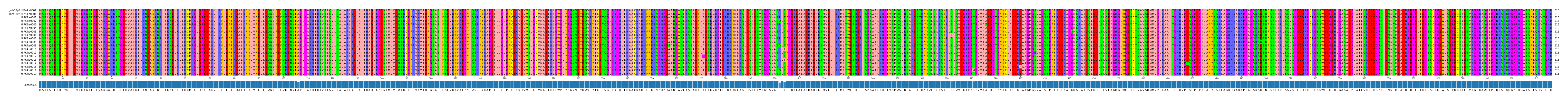 Multiple Alignments (by translate haplotype frequency)