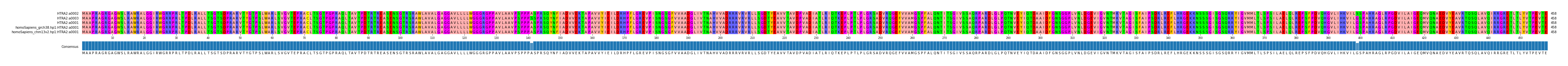 Multiple Alignments (by translate haplotype similarity)