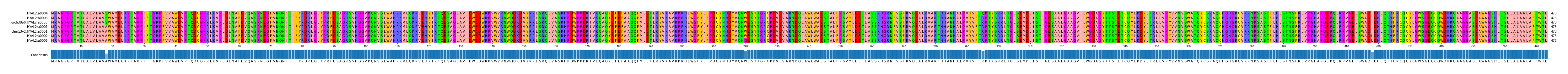 Multiple Alignments (by translate haplotype similarity)