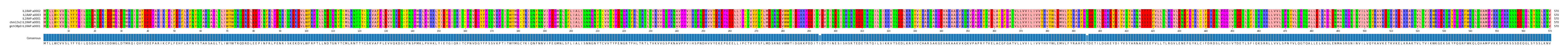 Multiple Alignments (by translate haplotype similarity)
