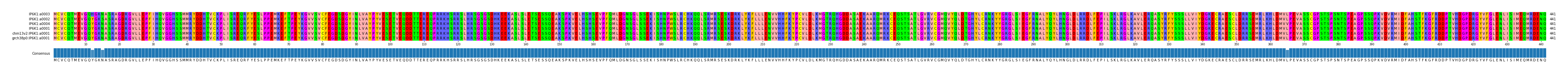 Multiple Alignments (by translate haplotype similarity)