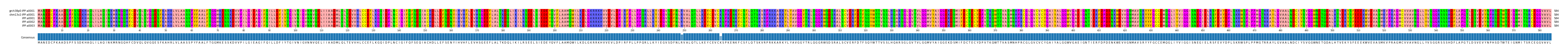 Multiple Alignments (by translate haplotype similarity)
