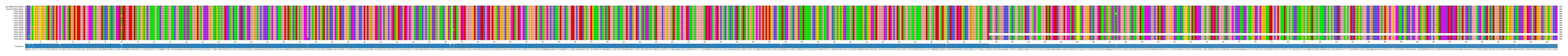 Multiple Alignments (by translate haplotype frequency)