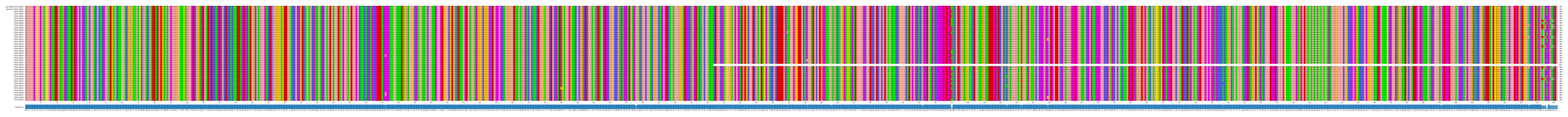 Multiple Alignments (by translate haplotype frequency)
