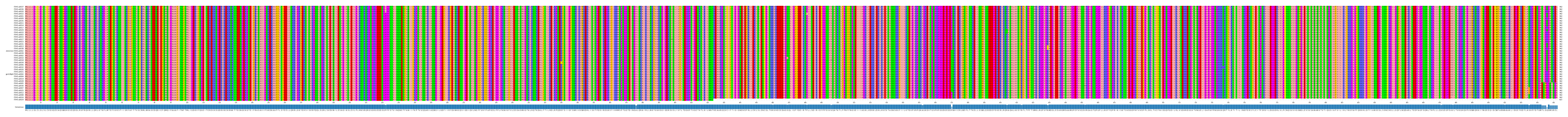 Multiple Alignments (by translate haplotype similarity)