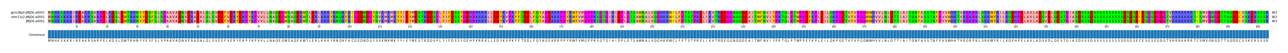 Multiple Alignments (by translate haplotype similarity)