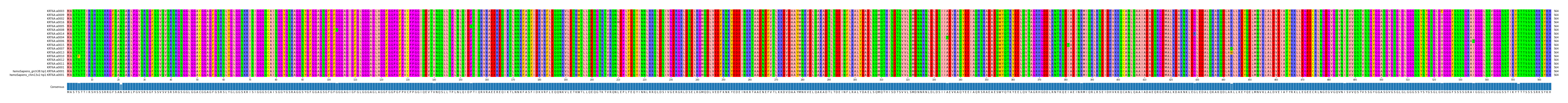 Multiple Alignments (by translate haplotype similarity)