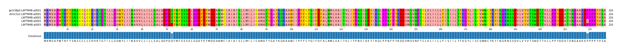 Multiple Alignments (by translate haplotype frequency)