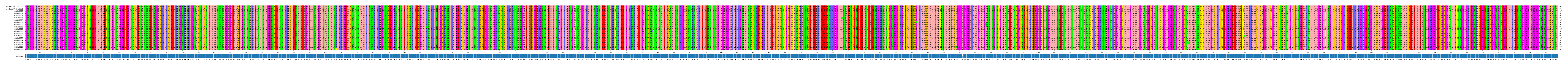 Multiple Alignments (by translate haplotype frequency)