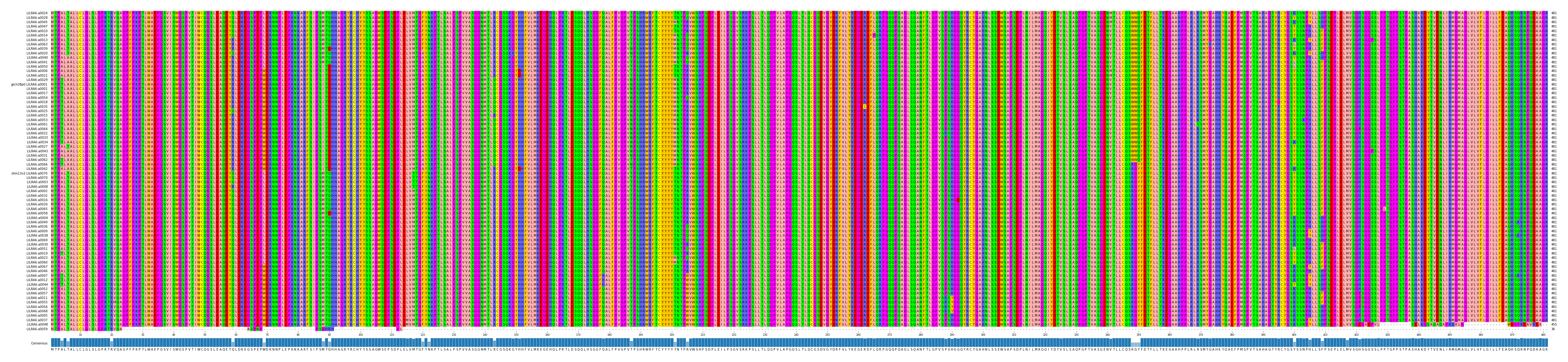 Multiple Alignments (by translate haplotype similarity)