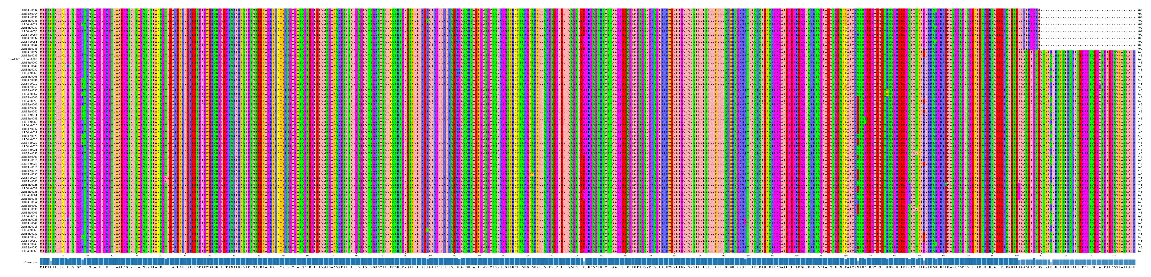 Multiple Alignments (by translate haplotype similarity)