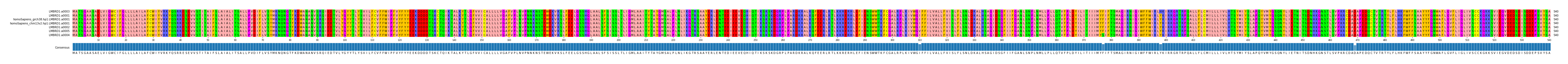 Multiple Alignments (by translate haplotype similarity)