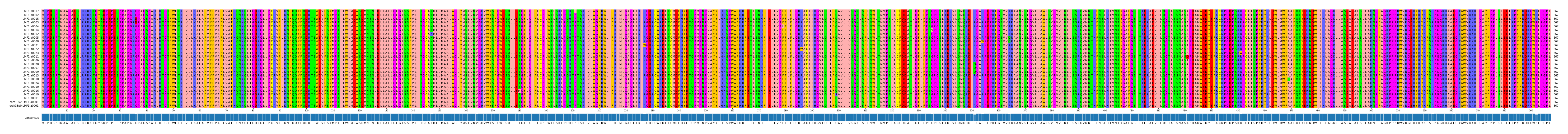 Multiple Alignments (by translate haplotype similarity)