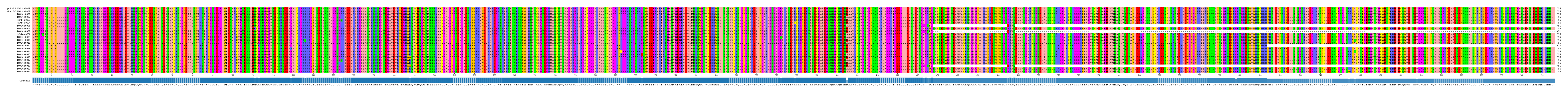Multiple Alignments (by translate haplotype frequency)