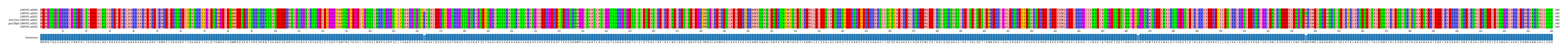 Multiple Alignments (by translate haplotype similarity)