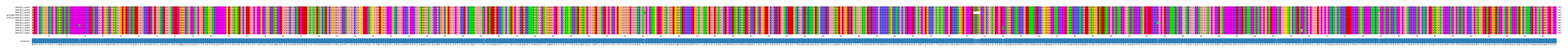 Multiple Alignments (by translate haplotype similarity)