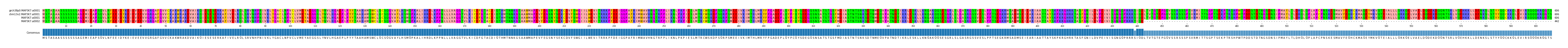 Multiple Alignments (by translate haplotype similarity)