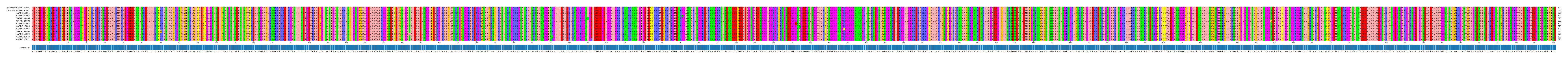 Multiple Alignments (by translate haplotype frequency)