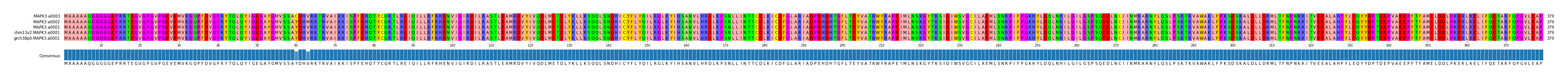 Multiple Alignments (by translate haplotype similarity)