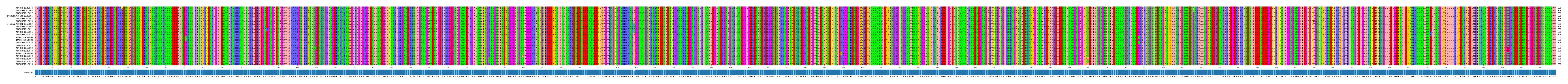 Multiple Alignments (by translate haplotype similarity)