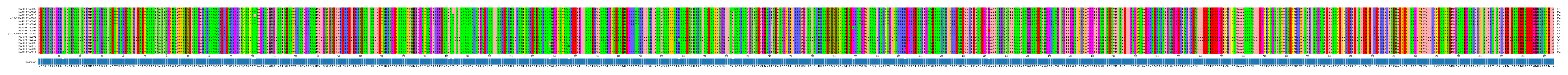 Multiple Alignments (by translate haplotype similarity)