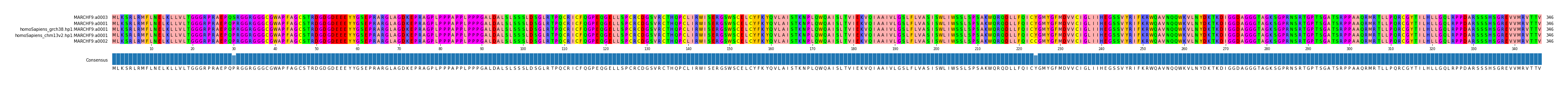 Multiple Alignments (by translate haplotype similarity)