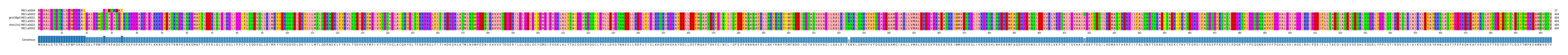 Multiple Alignments (by translate haplotype similarity)