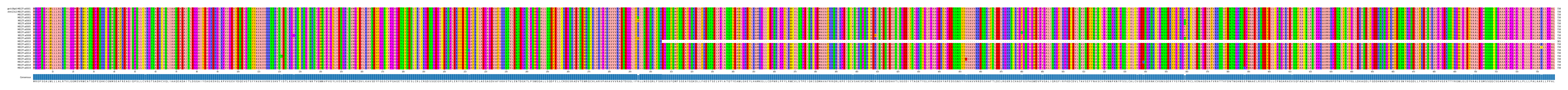 Multiple Alignments (by translate haplotype frequency)