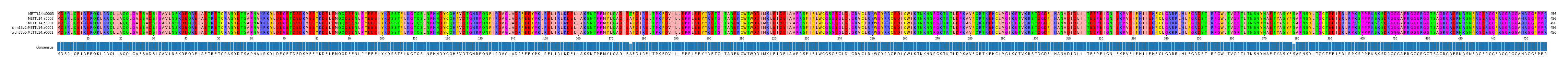 Multiple Alignments (by translate haplotype similarity)