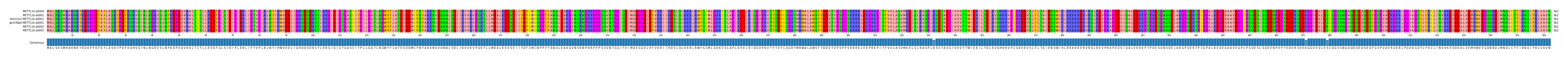 Multiple Alignments (by translate haplotype similarity)