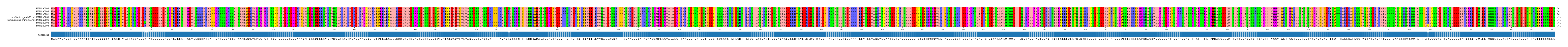 Multiple Alignments (by translate haplotype similarity)