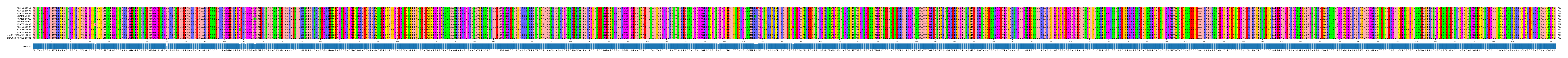 Multiple Alignments (by translate haplotype similarity)