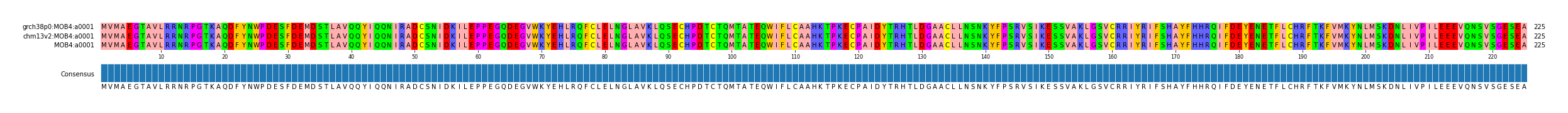 Multiple Alignments (by translate haplotype similarity)
