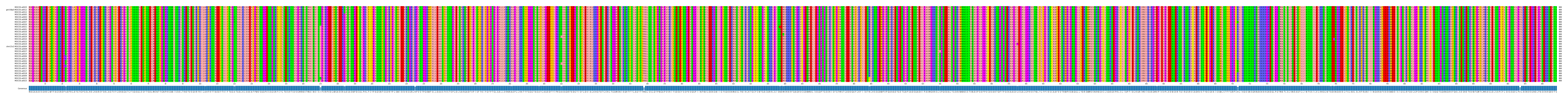 Multiple Alignments (by translate haplotype similarity)