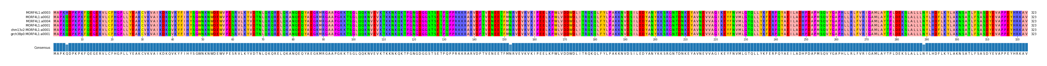 Multiple Alignments (by translate haplotype similarity)