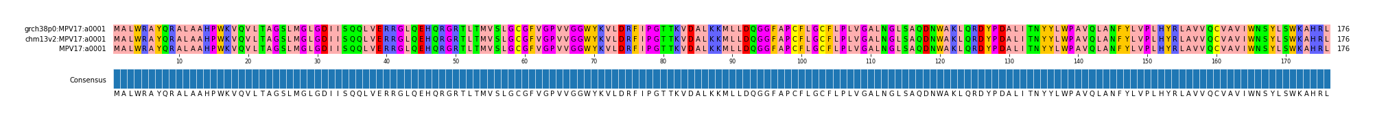 Multiple Alignments (by translate haplotype similarity)