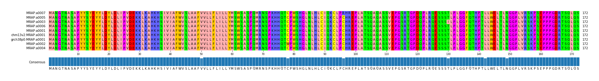 Multiple Alignments (by translate haplotype similarity)