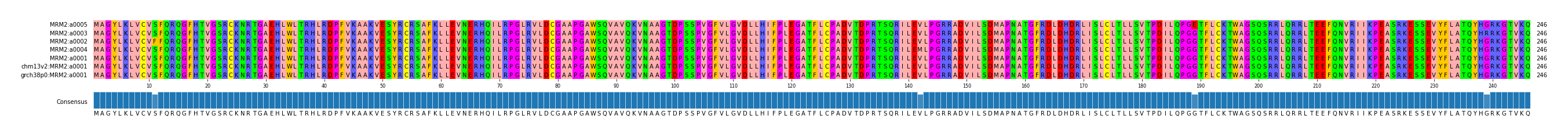 Multiple Alignments (by translate haplotype similarity)