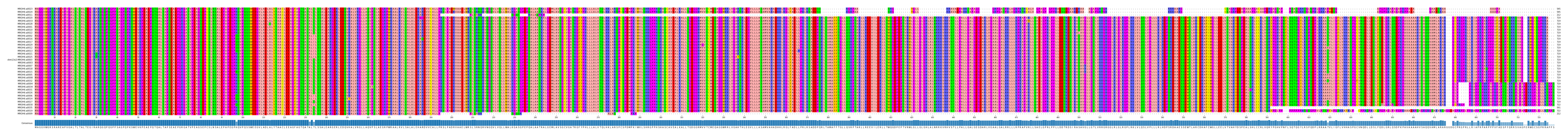Multiple Alignments (by translate haplotype similarity)