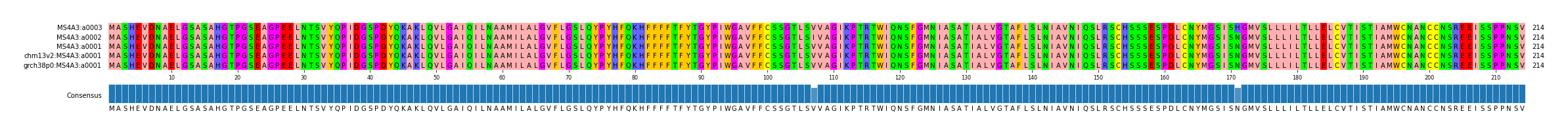 Multiple Alignments (by translate haplotype similarity)