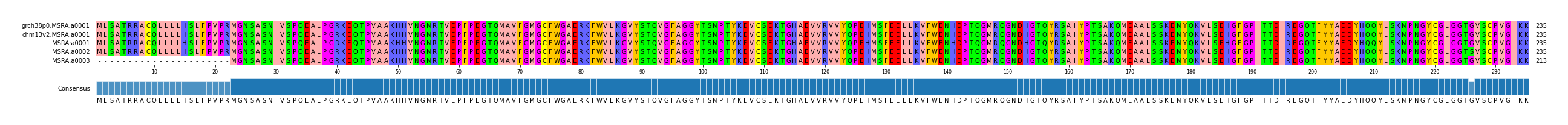 Multiple Alignments (by translate haplotype frequency)