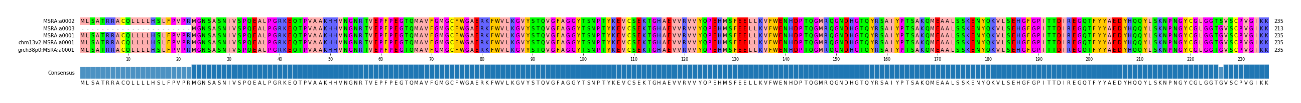 Multiple Alignments (by translate haplotype similarity)