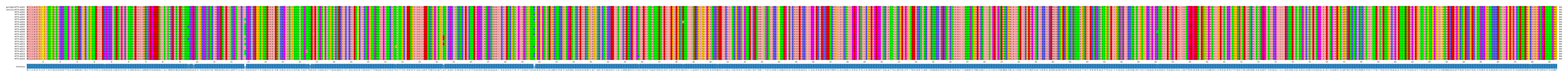 Multiple Alignments (by translate haplotype frequency)