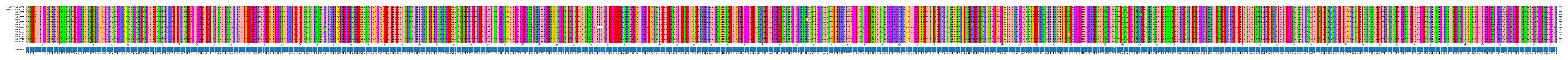 Multiple Alignments (by translate haplotype frequency)