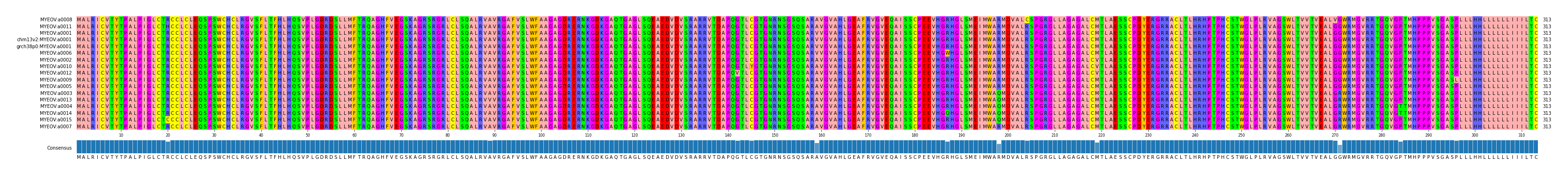 Multiple Alignments (by translate haplotype similarity)